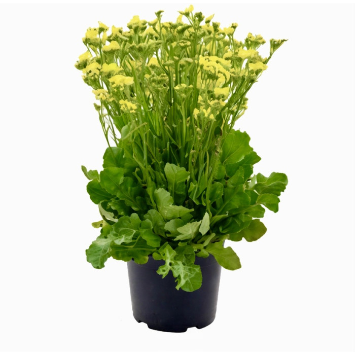 Фото Кермек Хипстер Еллоу (Hipster Yellow), №1