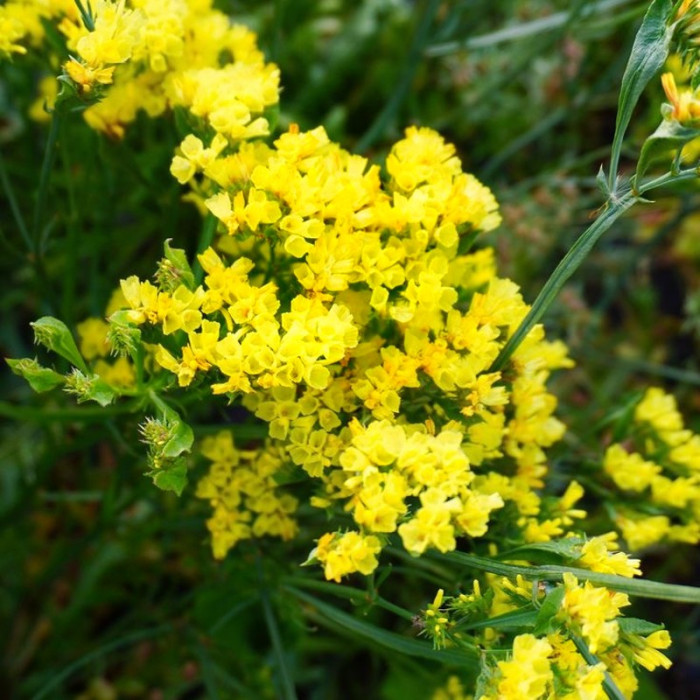 Фото Кермек Хипстер Еллоу (Hipster Yellow)