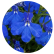 Лобелия Палас Блю (Palace Blue)