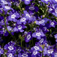 Лобелия Палас Блю виз Ай ( Palace Blue with Eye)