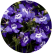 Лобелия Палас Блю виз Ай ( Palace Blue with Eye)