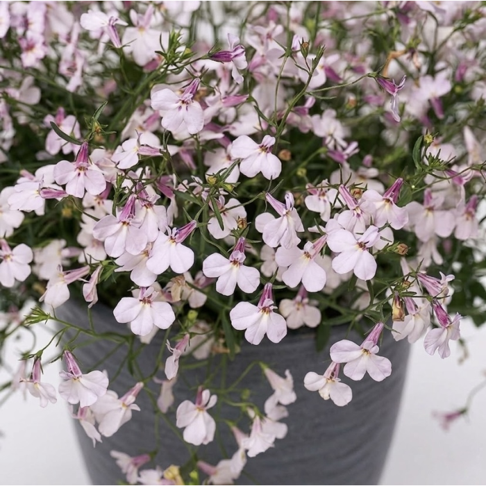 Фото Лобелия Регатта F1 Лилак (Regatta F1 Lilac), №1