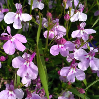 Лобелия Ривьера F1 Лилак (Riviera F1 Lilac)