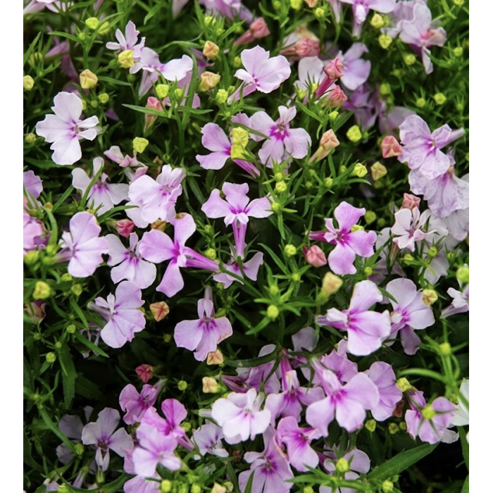 Фото Лобелия Ривьера F1 Лилак (Riviera F1 Lilac), №1