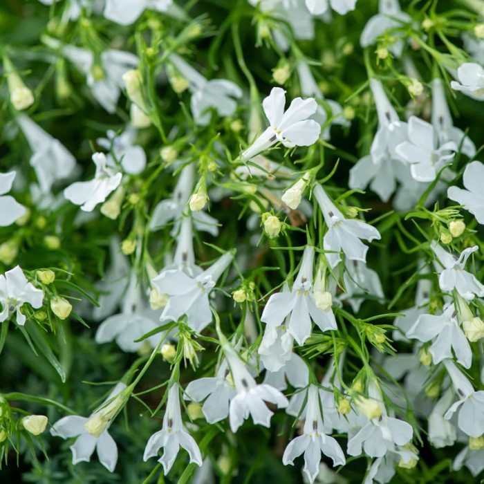 Фото Лобелия Ривьера F1 Вайт (Riviera F1 White)