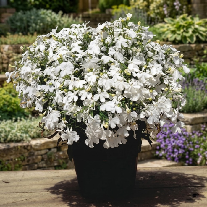 Фото Лобелия Ривьера F1 Вайт (Riviera F1 White), №1