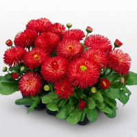 Маргаритка Хабанера Ред (Habanera Red)