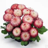 Маргаритка Хабанера Вайт виз Ред Типс (Habanera White with Red Tips)