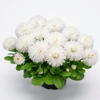 Маргаритка Хабанера Вайт (Habanera White)