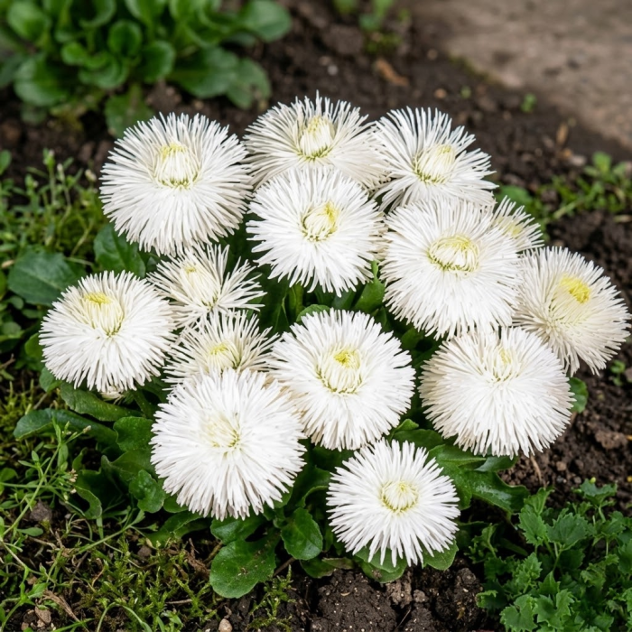 Фото Маргаритка Хабанера Вайт (Habanera White), №1