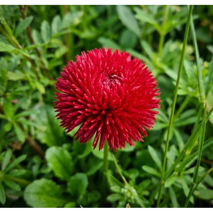 Фото Маргаритка Роглі Ред (Rogli Red), №1