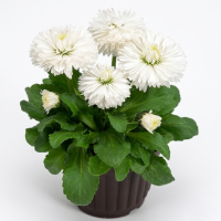 Маргаритка Роглі Вайт (Rogli White)