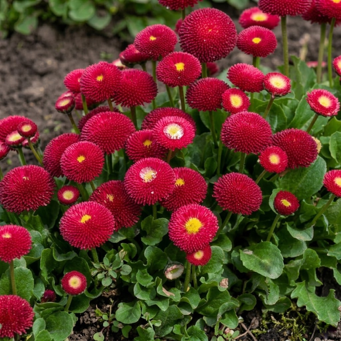 Фото Маргаритка Тассо Дип Роуз (Tasso Deep Rose), №1