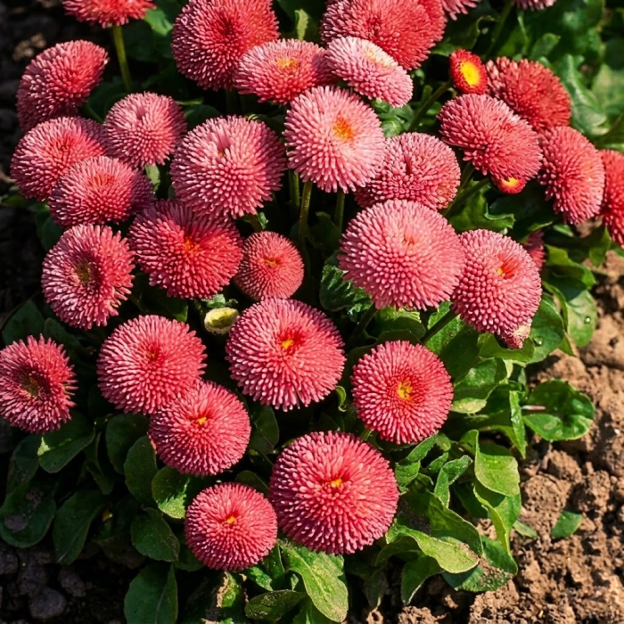 Фото Маргаритка Тассо Пинк (Tasso Pink), №1
