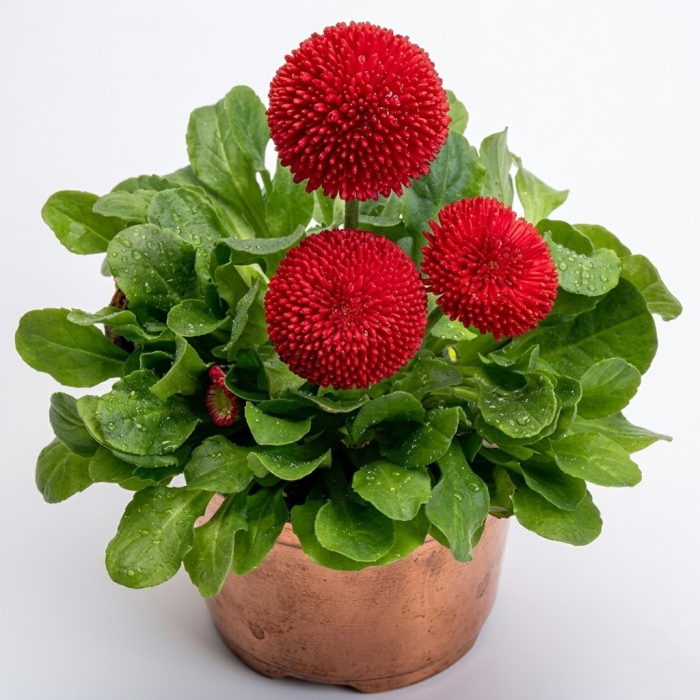 Фото Маргаритка Тассо Ред (Tasso Red)