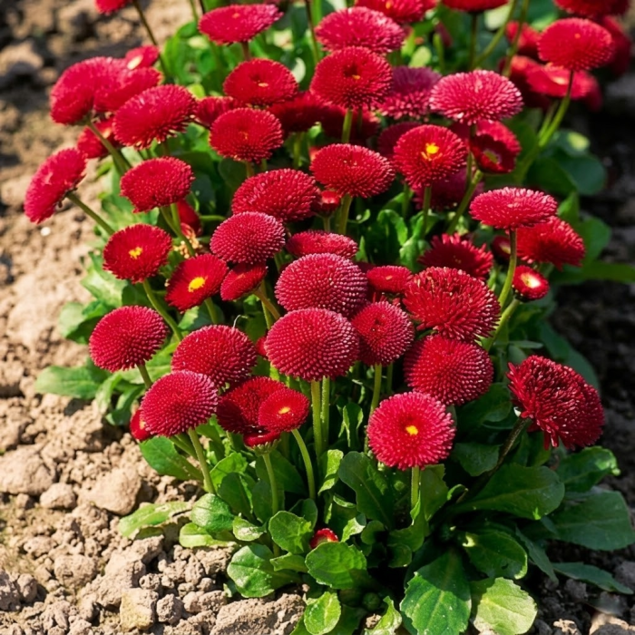 Фото Маргаритка Тассо Ред (Tasso Red), №1