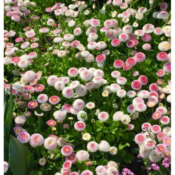 Фото Маргаритка Тассо Стравбериз Крим (Tasso Strawberries & Cream), №1