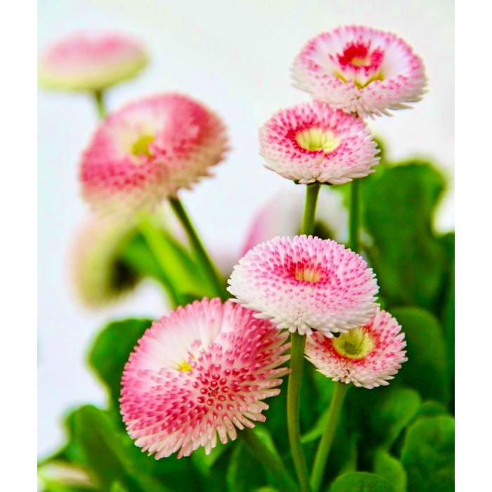 Фото Маргаритка Тассо Стравбериз Крим (Tasso Strawberries & Cream)