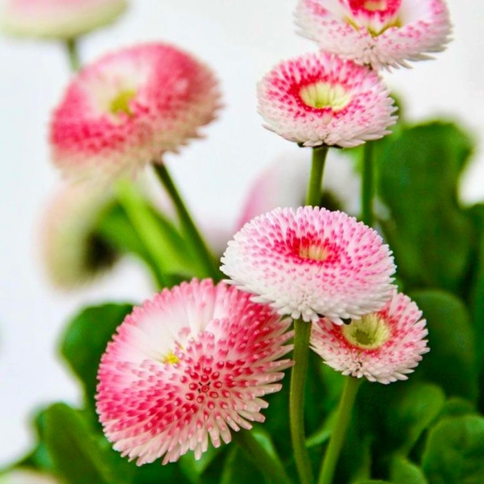 Фото Маргаритка Тассо Стравбериз Крим (Tasso Strawberries & Cream)