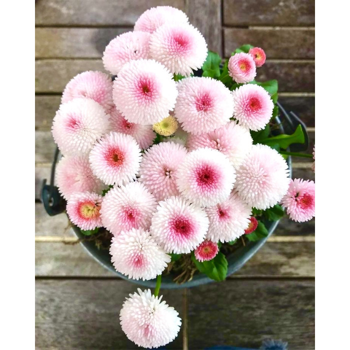 Фото Маргаритка Тассо Стравбериз Крим (Tasso Strawberries & Cream), №2