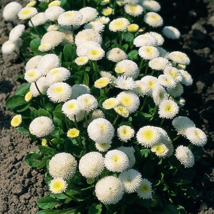 Фото Маргаритка Тассо Вайт (Tasso White), №1