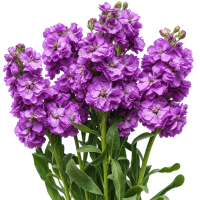 Матіола Кац Блю (Katz Blue)