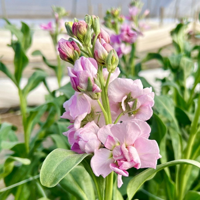 Фото Матиола Кац Черри Блоссом (Katz Cherry Blossom) 