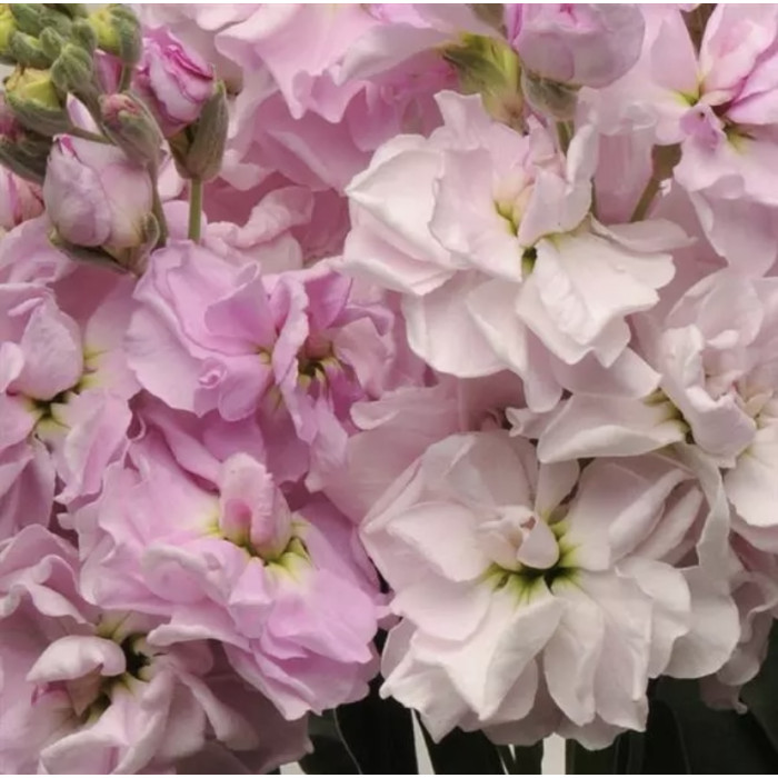 Фото Матиола Кац Черри Блоссом (Katz Cherry Blossom) , №2