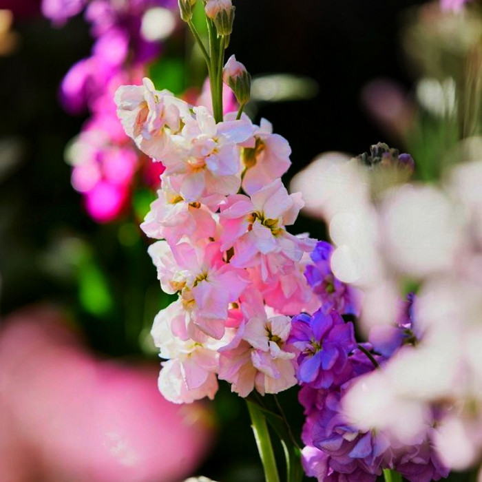 Фото Матиола Кац Черри Блоссом (Katz Cherry Blossom) , №3