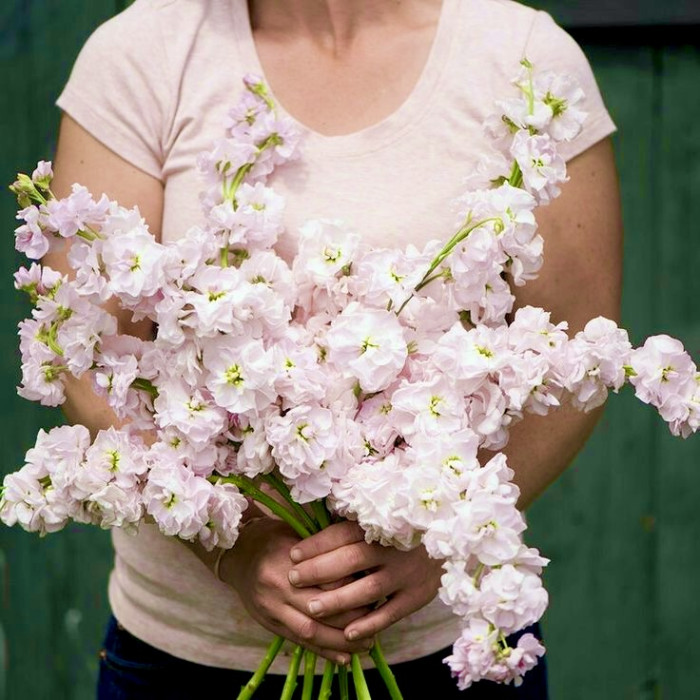 Фото Матиола Кац Черри Блоссом (Katz Cherry Blossom) , №1