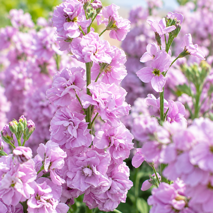 Фото Матиола Кац Лайт Лавандер (Katz Light Lavender)