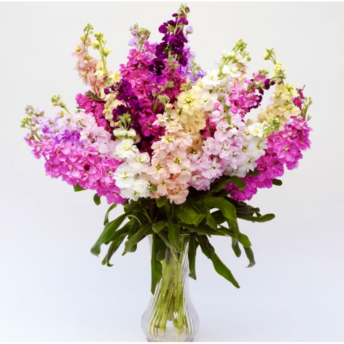 Фото Матиола Кац Микс (Katz Mix) 