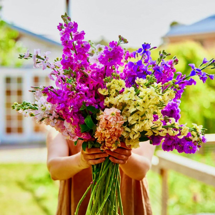 Фото Матиола Кац Микс (Katz Mix) , №1