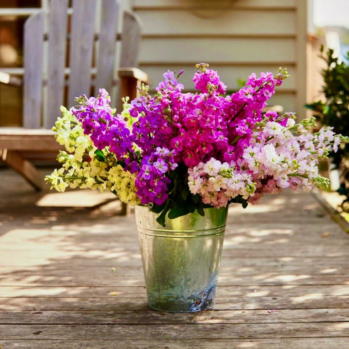 Фото Матиола Кац Микс (Katz Mix) , №2