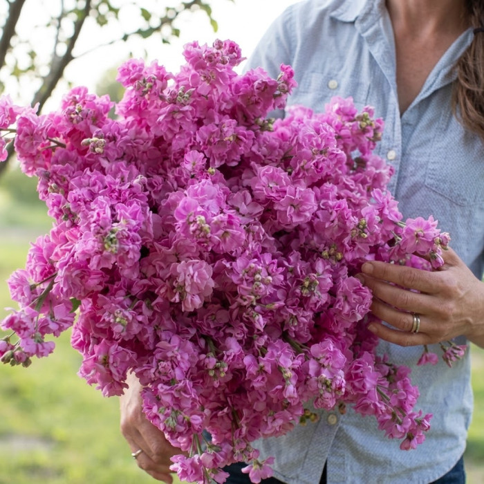 Фото Матиола Кац Пинк (Katz Pink), №2