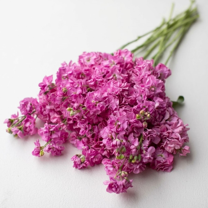 Фото Матиола Кац Пинк (Katz Pink), №1