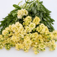 Матиола Кац Еллоу (Katz Yellow) 