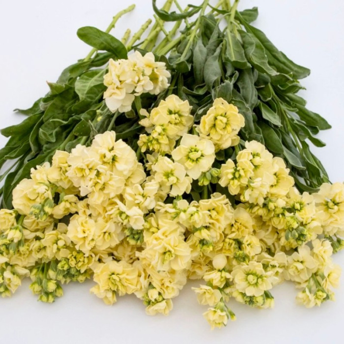 Фото Матиола Кац Еллоу (Katz Yellow) 