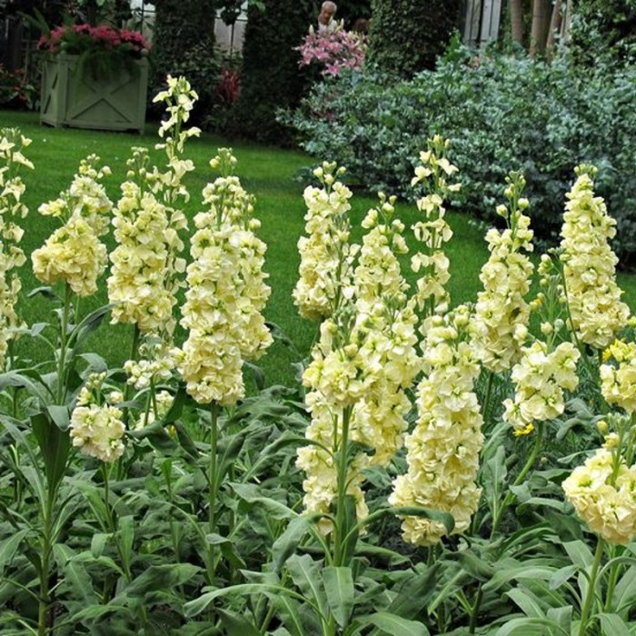 Фото Матиола Кац Еллоу (Katz Yellow) , №1