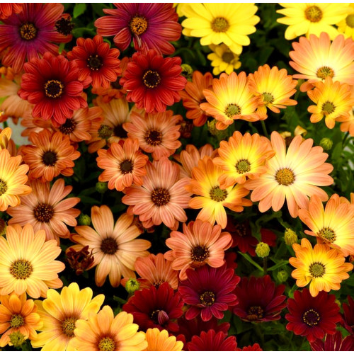 osteospermum-akila-f1-sunset-
