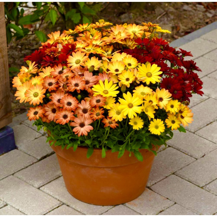 Фото Остеоспермум Акила F1 Сансет Микс (Akila F1 Sunset Mix), №1