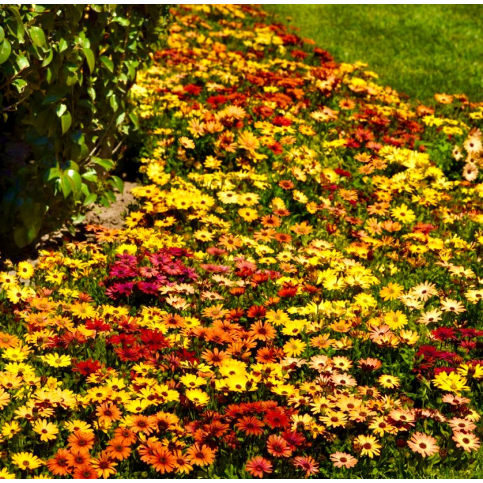 Фото Остеоспермум Акила F1 Сансет Микс (Akila F1 Sunset Mix), №2