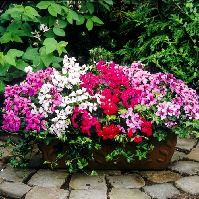 Фото Пеларгония Торнадо F1 Формула Микс (Tornado F1 Formula Mix)