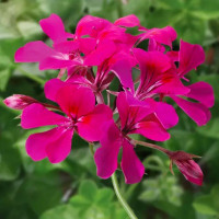 Пеларгония Торнадо F1 Фучсиа (Tornado F1 Fuchsia)