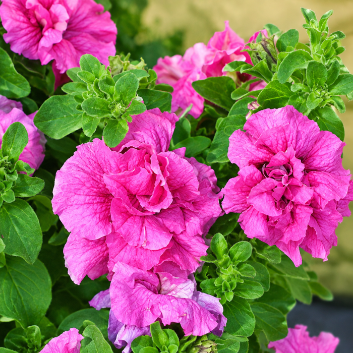 Фото Петунія Дабл Каскад F1 Пінк (Double Cascade F1 Pink), №2