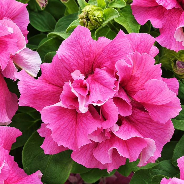 Фото Петунія Дабл Каскад F1 Пінк (Double Cascade F1 Pink), №1