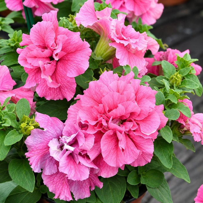 Фото Петунія Дабл Каскад F1 Пінк (Double Cascade F1 Pink)