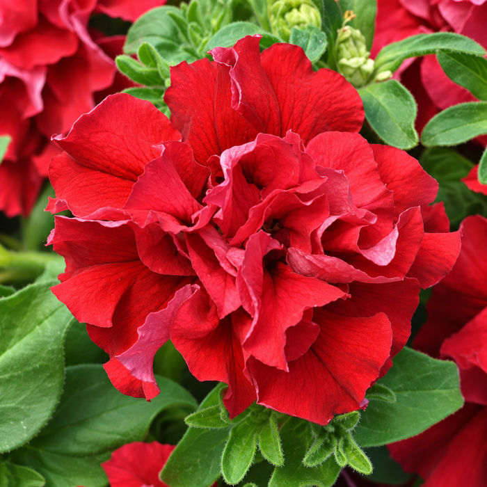Фото Петунія Дабл Каскад F1 Валентайн(Ред) (Double Cascade F1 Valentine(red)), №1