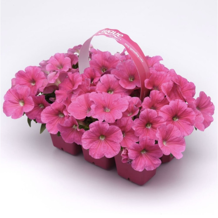 Фото Петуния Изи Вейв F1 Пинк Космо (Easy Wave F1 Pink Cosmo)