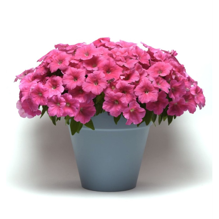 Фото Петуния Изи Вейв F1 Пинк Космо (Easy Wave F1 Pink Cosmo), №1